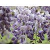 Vistárie čínská 'Amethyst' (Balení kontejner C2)