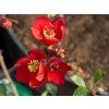 crimson2