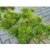 Pinus densiflora 'Jane Kluis' (2)
