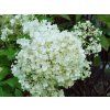 Hydrangea Ilvobo (2)