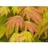 Acer Autumn Moon (2)