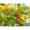 bl�sk