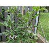 72615 4 bez cerny black beauty gerda