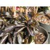 Sambucus Black Tower (2)