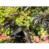 Sambucus Black Tower (3)