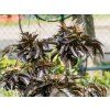 Sambucus Black Tower (1)