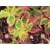 rainbo