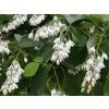 Styrax