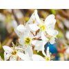 Amelanchier lamarck�v kopie