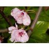 Prunus Rosea Plena (1)