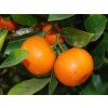 Calamondine