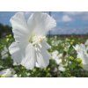 white shifon