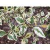 Betula nigra Shiloh Splash (2)