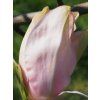 hot lips 3