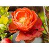 Chaenomeles Mango Storm (2)