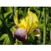 Iris Nibelungen (1)