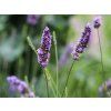 Lavendel x Intermedia phänomenal