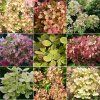 hyprenc Hydrangea Pastelgreen Flyer