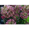 hyprenc Hydrangea Pastelgreen Close up flower#4