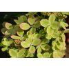 hyprenc Hydrangea Pastelgreen Close up flower#5