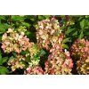 hyprenc Hydrangea Pastelgreen Flower#2