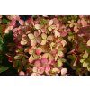 hyprenc Hydrangea Pastelgreen Flower#3