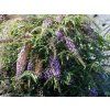 Buddleja 'Wisteria Lane' 5