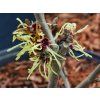 Hamamelis Pallida