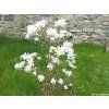88313 2 magnolie hvezdokveta