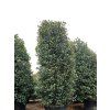 Glanzmispel (Photinia Red Robin)