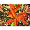Bl�skavka Fraserova �Red Robin� (Balen� kontejner C45)