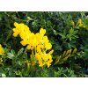 Genista x spechiana (1)