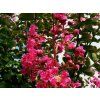 93212 3 lagerstroemie rubra magnifica