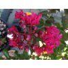 Lagerstroémie 'Rubra Magnifica' (Balení kontejner p13)