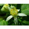 parviflora