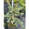 Picea chihuahuana (3)