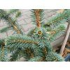 Picea chihuahuana (1)