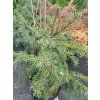 Picea breweriana (4)