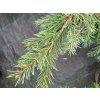 Picea breweriana (3)