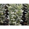 Euonymus White Spire