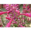 agastache