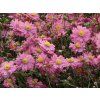 Japan Herbst Anemone Pamina M001565 W 5