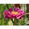 japan herbst anemone pamina m001565 w 9