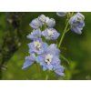 Delphinium 'Magic Fountains Sky BlueWhite Bee'