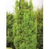 erecta