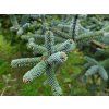 Abies pinsapo 'Kelleriis' (1)