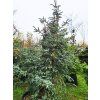 Abies pinsapo 'Kelleriis' (2)