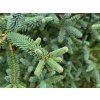 Abies pinsapo 'Kelleriis' (4)