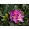 Rhododendron St�ekov (2)