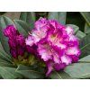 Rhododendron Stéekov (1)